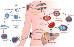 Current Challenges in TSE Research: Detection, Treatment, and Prevention Strategies