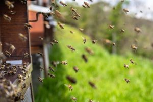 Beekeeping Supplies and the Queen Bee – Building a Thriving Hive