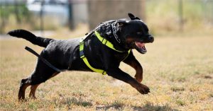 How Dog Attacks Harm People Emotionally, And What The Law Says About This Situation