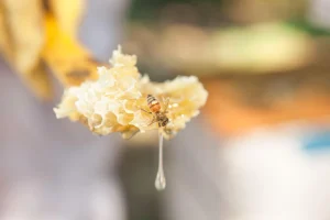 How Beeswax Brings Natural Quality To Creative Projects?
